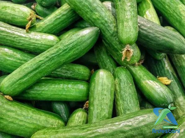 How Do You Trellis Cucumbers in a Greenhouse?