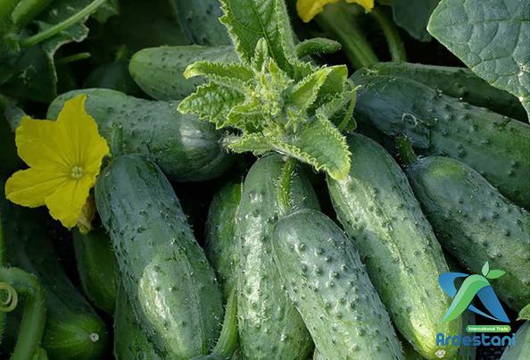 Advantages of Seedless Greenhouse Cucumbers