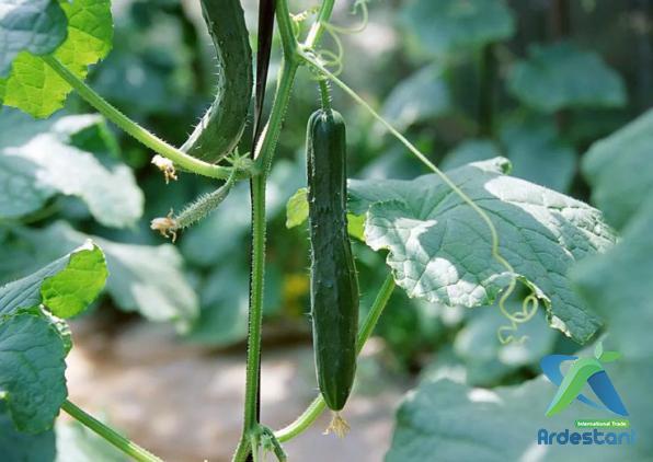 Appetizing Natural Greenhouse Greenhouse Cucumbers Dealers