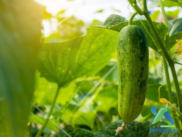 Best  Seedless Greenhouse Cucumbers Wholesale Price