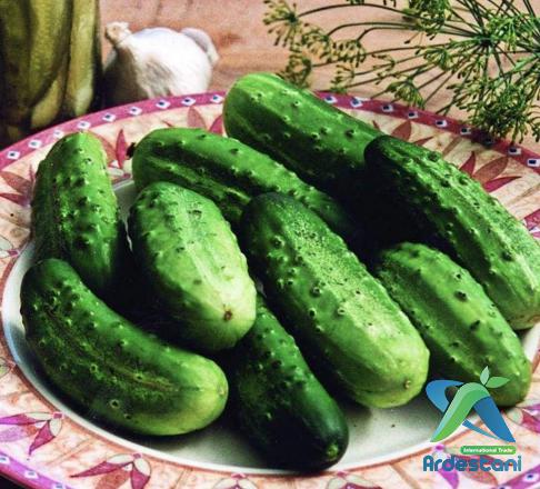 Top Organic  Greenhouse Salad Cucumbers for Producing