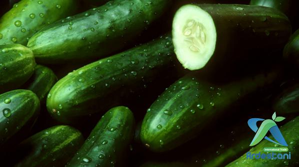 Regular Greenhouse Cucumbers in Shops