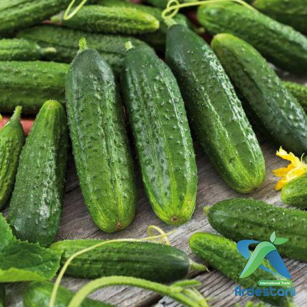 Natural Greenhouse Cucumbers for Supplying