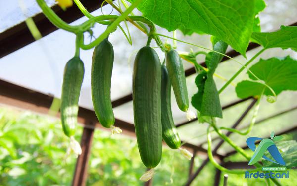  Fresh Breath with Fresh Cucumber