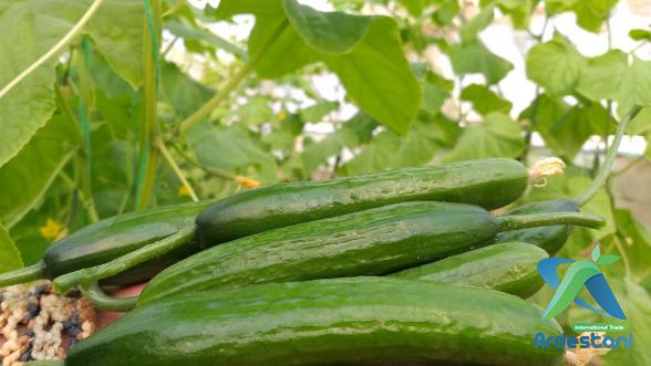 Benefits of Cucumber for Your Liver