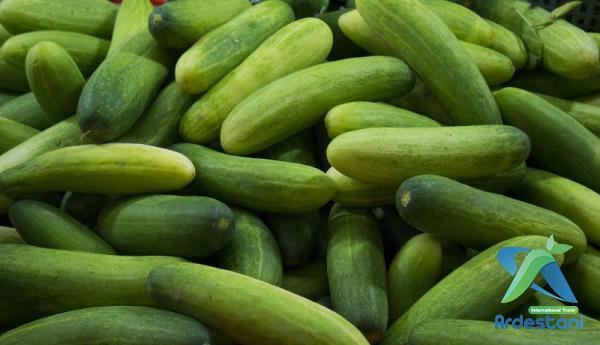 Exceptional Natural Regular Greenhouse Cucumbers Distributors