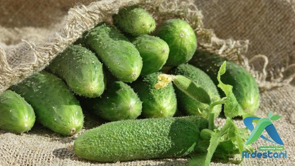 Are Persian Cucumbers Perennial?