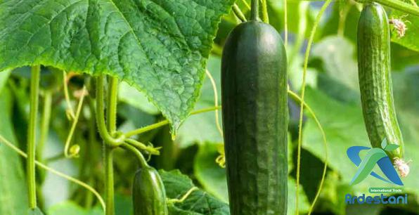 Appetizing Organic Green Greenhouse Cucumbers for Trading