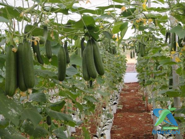 Special Natural Persian Greenhouse Cucumber Price List