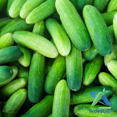 Fascinating Natural Regular Greenhouse Cucumbers in Shops