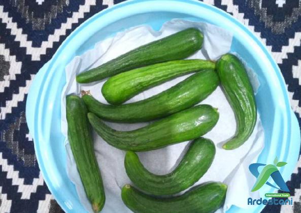 Appetizing Regular Greenhouse Cucumbers Price