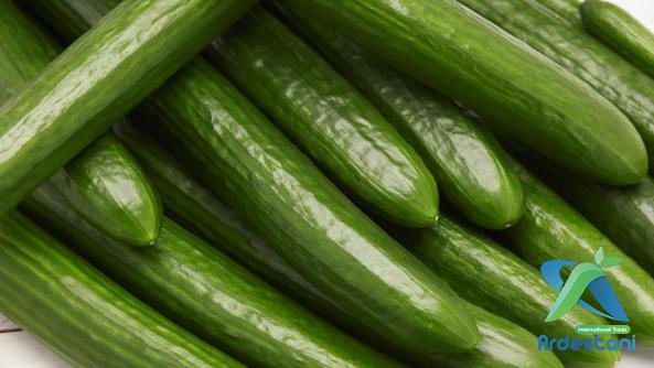 Fresh Mini Greenhouse Cucumbers for Selling