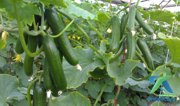 How Many Cucumbers Do You Get per Plant?