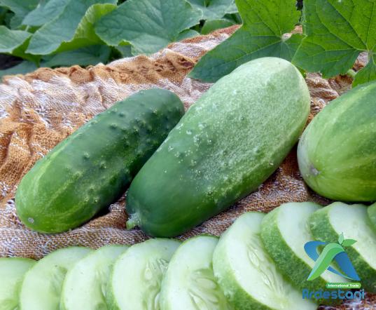 Types of Cucumber Which Is Suitable for Greenhouse