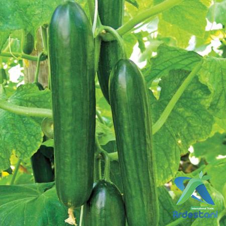  Awesome Natural Greenhouse Cucumbers for Exportation