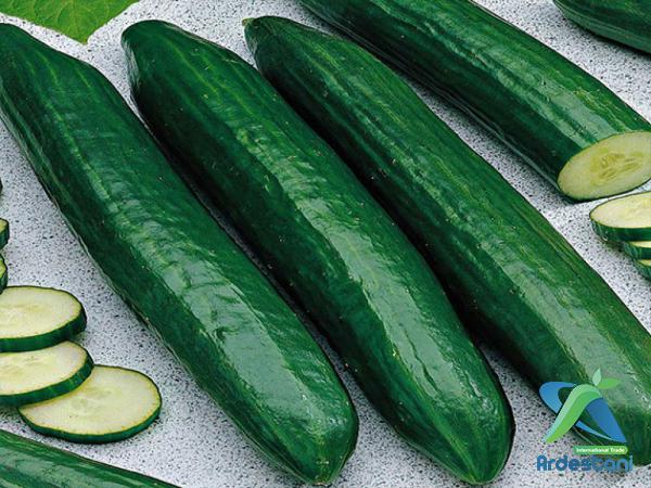 Natural Persian Greenhouse Cucumber Best Wholesalers