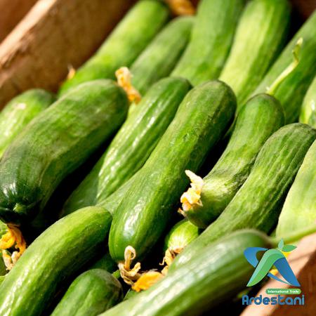 Top Muncher Greenhouse Cucumbers to Buy