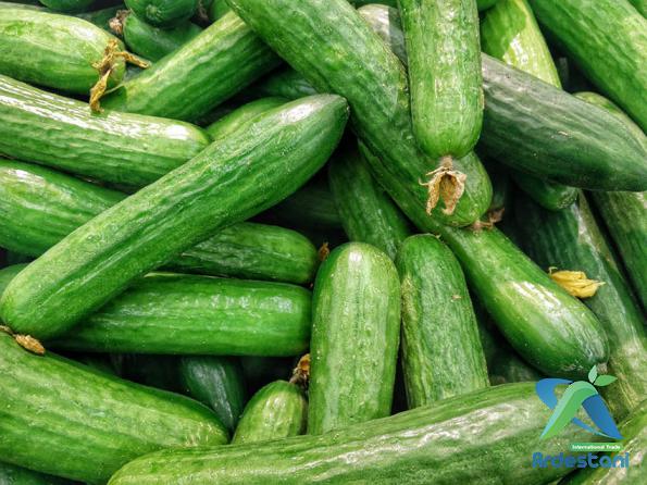 Best Persian Greenhouse Cucumbers in Bulk