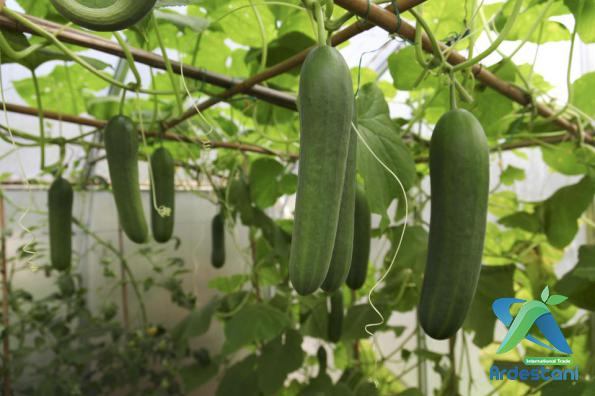 Should I Pinch off Cucumber Flowers?