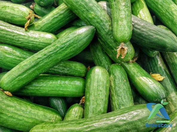 Reducing Cardiovascular Diseases with Cucumber