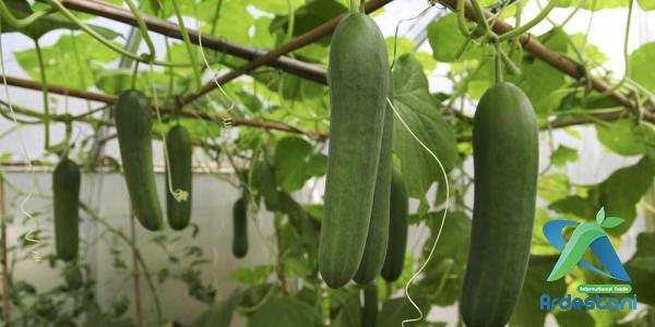 Looks of Natural Greenhouse Cucumbers