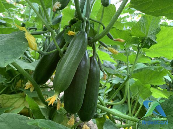 Organic  Green Greenhouse Cucumbers Best Sellers