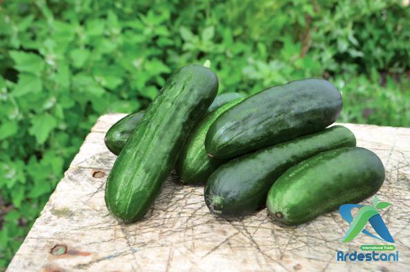 Best Greenhouse Cucumbers to Produce