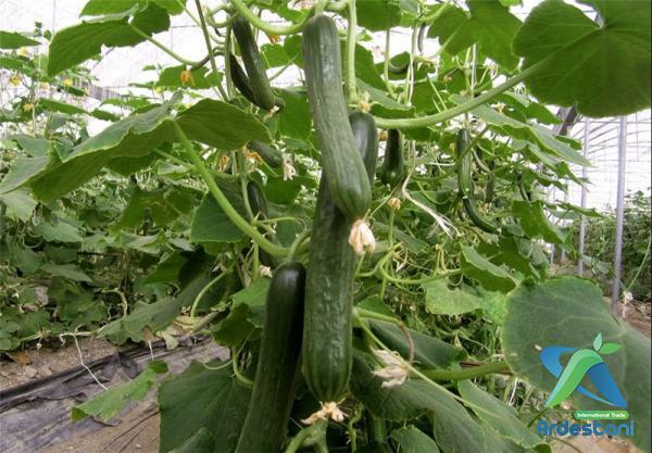 Top Organic Kirby Greenhouse Cucumbers Best Producers