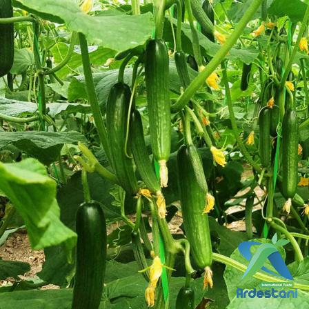 Tasty Natural  Greenhouse Cucumbers to Buy