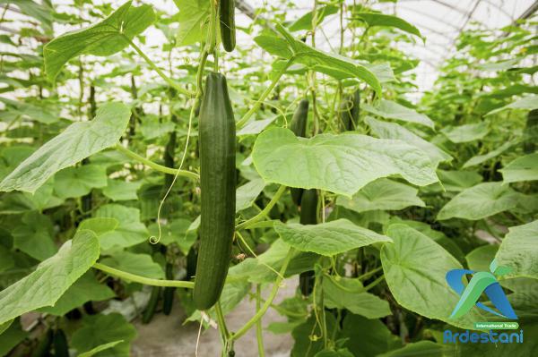 Do Cucumbers Need Full Sun?