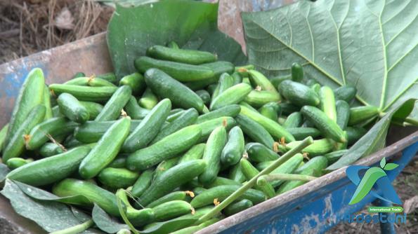  Best Persian Greenhouse Cucumbers Wholesalers