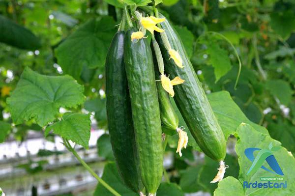 Benefits of Natural Greenhouse Cucumbers