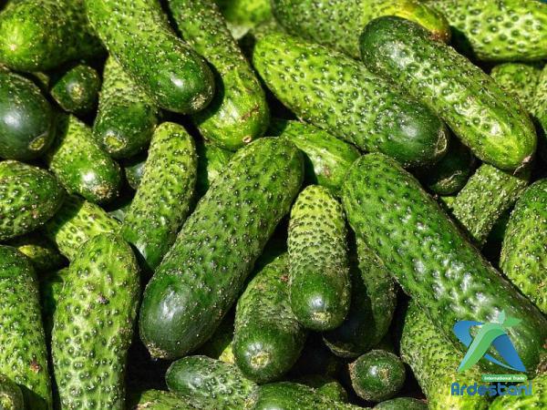 Quality Thin Skinned Greenhouse Cucumber for Supplying