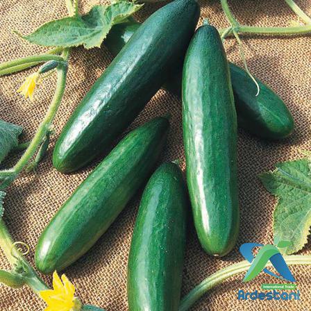 Appetizing Muncher Greenhouse Cucumbers to Order