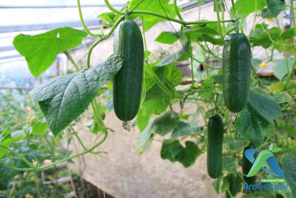 Organic Regular Greenhouse Cucumbers Stores Dealers