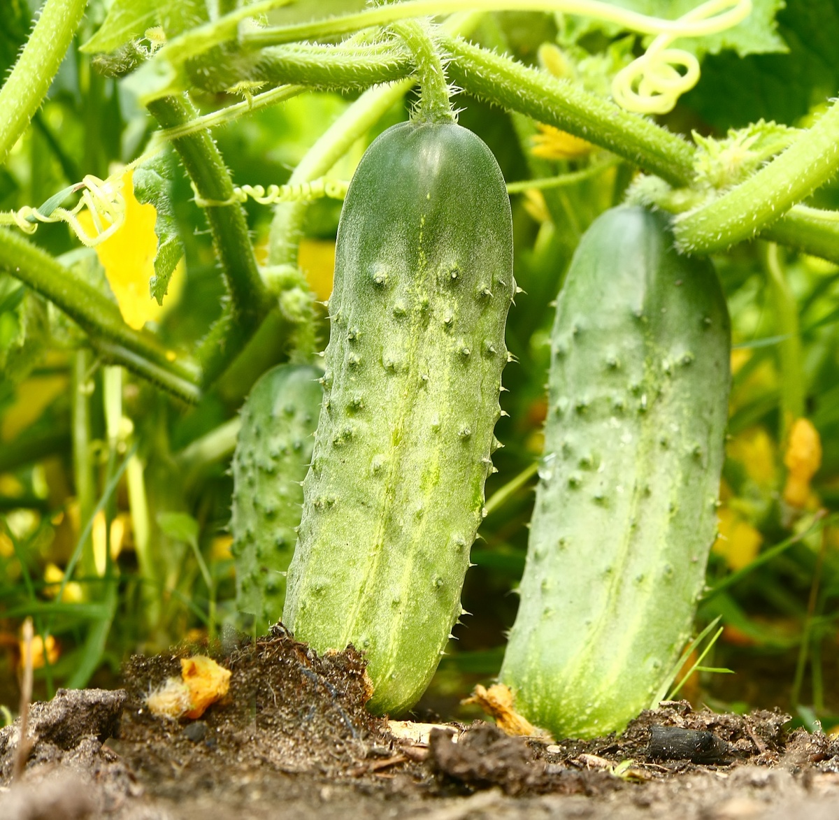 Cucumber farming profit