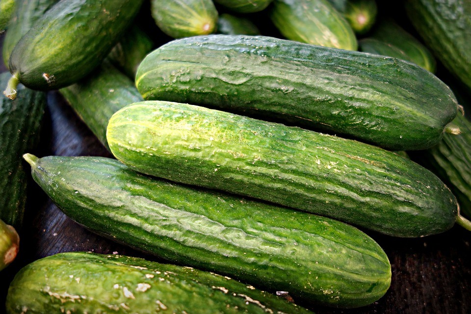 Cucumber yield per hectare